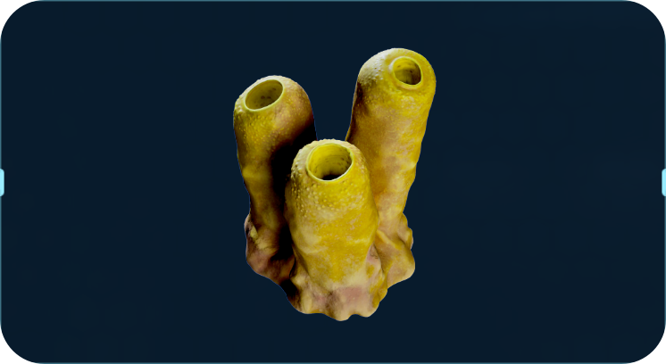 杰克海绵.png