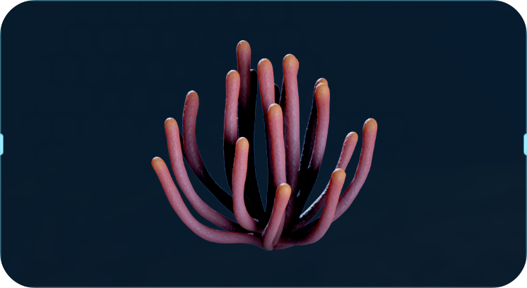 监听海柳.png