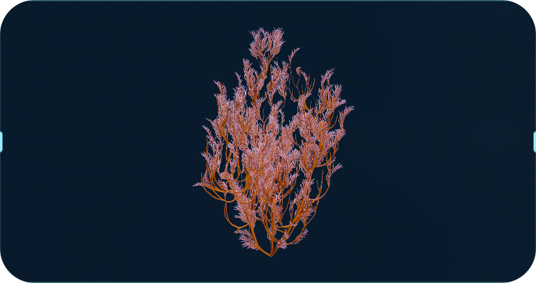 羽毛海带.png